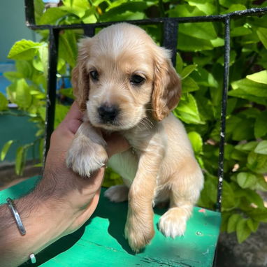 COKER SPANIEL,machos,en 150 USD o equivalente,TENGO MENSAJERÍA,tienen 53 días y están desparacitados - 4/10