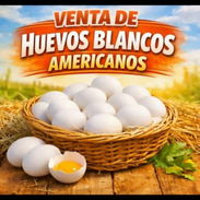 HUEVO BLANCO - Img 58229691
