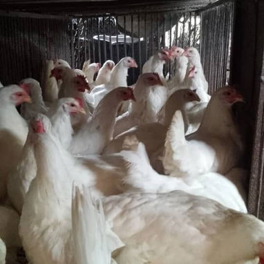 Venta de gallinas ponedoras - 2/2