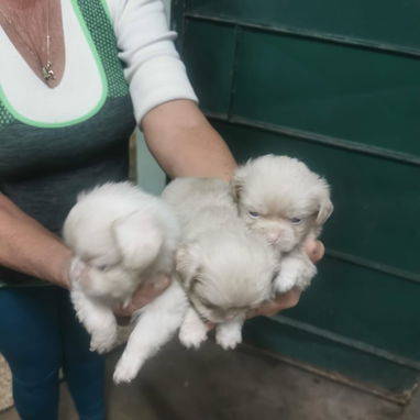 Pekines ambos sexos albinos - Img 115350838