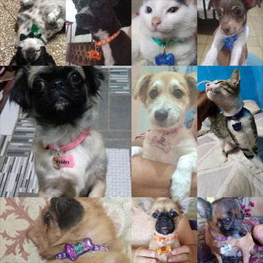 Collares personalizador para perros y gatos - Img 125743718