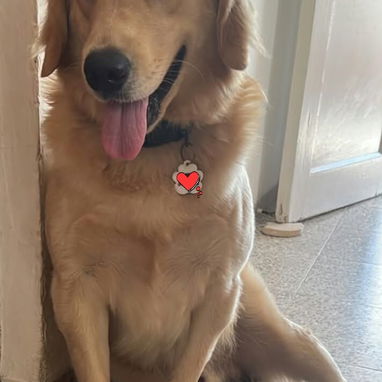 GOLDEN RETRIEVER,machos,en 250 USD o equivalente,TENGO MENSAJERÍA,tienen 48 días y están desparacitados - 6/7