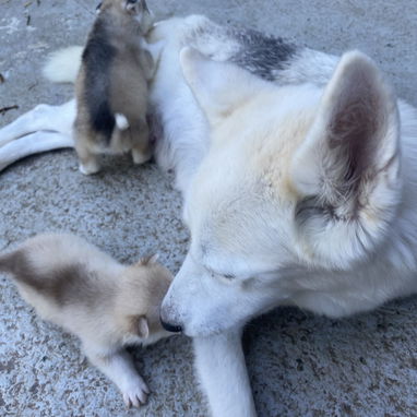 Cachorros de husky - 6/6