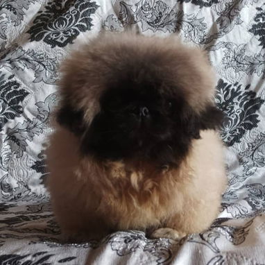 PEQUINÉS IMPERIAL CON PEDIGRI,macho,en 600 USD o equivalente,TENGO MENSAJERÍA,tiene 3 meses,ESTÁ INSCRITO Y VACUNADO. - 4/6