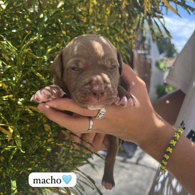 Pitbull - Img 123409001