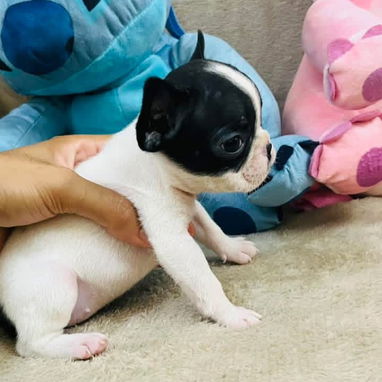Hermosos Bulldog Francés🇫🇷🐮🐾🎁🐶 - Img 122200475