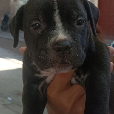 Variedades de razas.pitbull.shitzu.chihuahua.bulldog francés.cocker.pastor alemán.pastor belga malinoe.salchicha.yorky. - 3/3