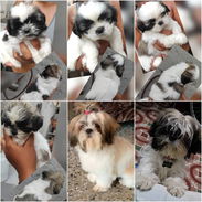 🐾 ¡HERMOSOS SHIH TZU AMBOS SEXOS BUSCANDO UN HOGAR LLENO DE AMOR BETTY MASCOTAS WHAT'SAPP 52506841! 🐾 - Img 55951786