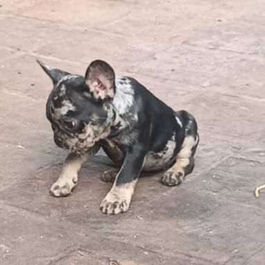 Bulldog Francés merles machos - Img 117609919