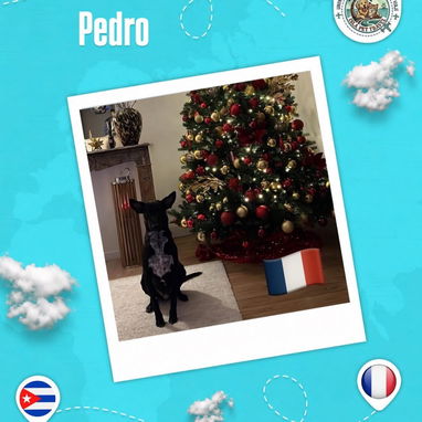 Agencia de viaje internacional de mascota - 2/10