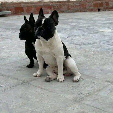 Vendemos cachorro de todo tipo de razas - Img 111500449