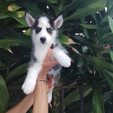 HUSKY SIBERIANO,ambos sexos,en 200 USD o equivalente,TENGO MENSAJERÍA,de 45 días y desparacitados,con historia clínica - Img 123148183