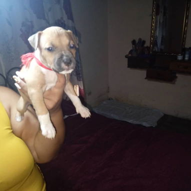Variedades de razas.pitbull.shitzu.chihuahua.bulldog francés.cocker.pastor alemán.pastor belga malinoe.salchicha.yorky. - 2/3