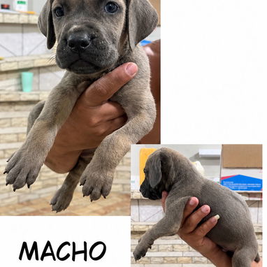 CACHORROS CANE CORSO CON PEDIGREE INTERNACIONAL - 6/10