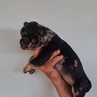 Bulldog Francés merles machos - Img 117609922