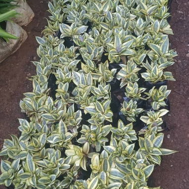 Servicio de jardinería 👩🏼🌾 - Img 123565299