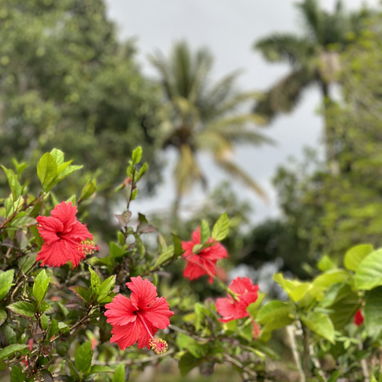 Renta lineal, Casa Finca - Img 124394622