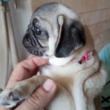 PUG CARLINO,hembra,en 450 USD o equivalente,TENGO MENSAJERÍA,tienen 5 meses,2 VACUNAS PUESTAS y con historia clínica - Img 124411319