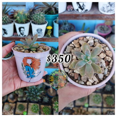 Cactus y suculentas en macetas decoradas a mano - 5/9