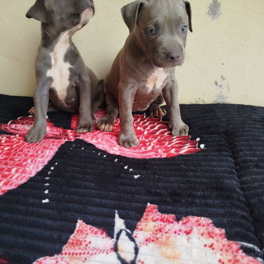 Todo disponible a su gusto pastor Alemán, pitbull, Salchicha, pitbull ,53818081 - Img 121769087