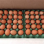 Huevos - Img 45359904