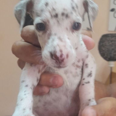 Variedades de razas.pitbull.shitzu.chihuahua.rowailer.pastor alemán.pastor belga malinoe.dalmata.bulldog francés.boxer. - 2/10