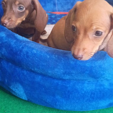 Todo lo que buscas en cachorro,está aquí solo llame al 53818081 - 7/9