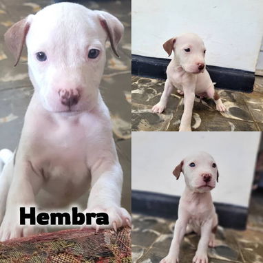 Si lo que buscas es una buena compañía todos disponibles pitbull, Chihuahua, bulldog francés, shitzu, pastor 53818081 - Img 125829089