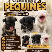 Rebajaaaaaa Cachorros de pequinés - Img 56766878