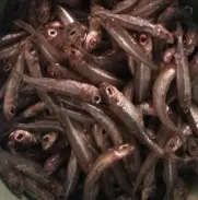 Manjua cabezona (pescado fresco) - Img 45704185