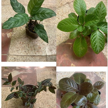 Venta de plantas suculentas 🌵🏜️💚🌸y de sombra🪴🌿🌱🍃 variedad de precios 💵 - 8/9