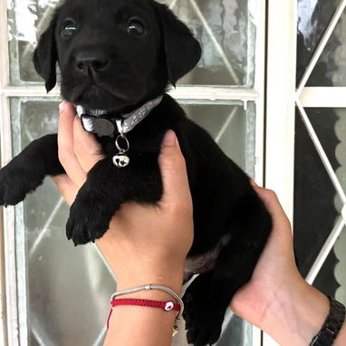 Cachorros de raza en venta - Img 123549840