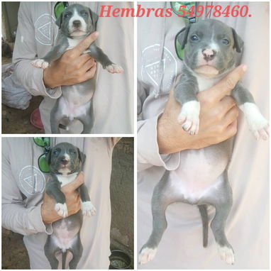 Cachorros Pitbull azules 160 usd - Img 124348662
