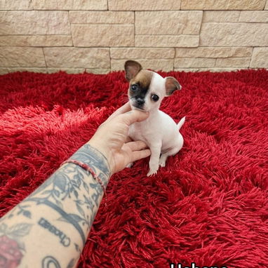 EL MEJOR REGALO 🎁 Cachorros chihuahuas y pekines - 2/2