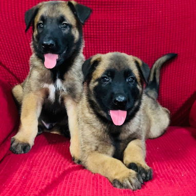 PASTORES BELGA MALINOIS - Img 124592868