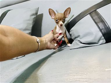 Chihuahuas Hembritas y Machito desparasitados,saludables y juguetones - Img 69601145