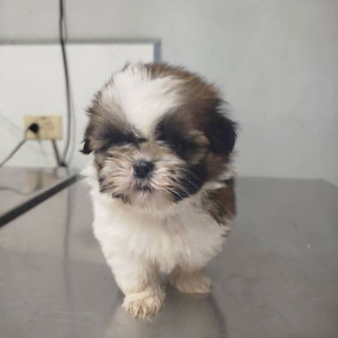 VARIEDAD DE PERROS PURA RAZAS CHIHUAHUAS SALCHICHAS SHITZHU ... - Img 118169485
