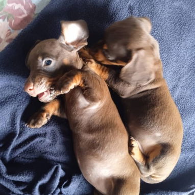 Todo lo que buscas en mascotas está aquí pitbull, Chihuahua, shitzu, labradora, Rottweiler, salchicha 53818081 - Img 125896925