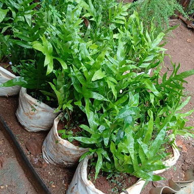 Servicio de jardinería 👩🏼‍🌾 - 3/10