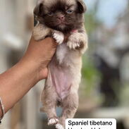 Hermosos cachorros de Spaniel tibetanos - Img 45333981