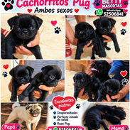 🐾🖤 PUG NEGRO AMBOS SEXOS EN VENTA BETTY MASCOTAS WHATSAPP 52506841 🖤🐾 - Img 54821842