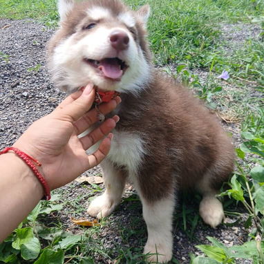 💜💜💜* 🐶 HERMOSOS HUSKY SIBERIANO OJOS AZULES WHATSAPP 58746643  *💜💜💜. - Img 125684361