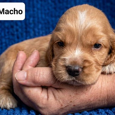 COKER SPANIEL,ambos sexos,en 170 USD o equivalente(ACEPTO TRANSFERENCIA)TENGO MENSAJERÍA,tienen 30 días y desparacitados - Img 122999775