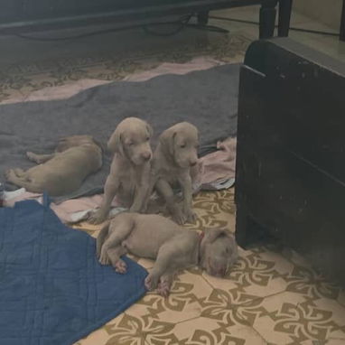 Cachorros Braco de Weimar - Img 126067650