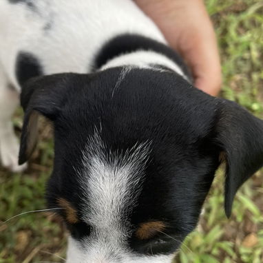 Cachorros de perro ratonero - 2/7