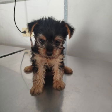Variedad de perros pura razas - Img 114840421