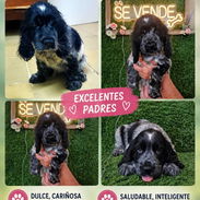 ((( 💜 COCKER SPANIEL HEMBRITA BETTY MASCOTAS WHATSAPP 52506841 💜 ))) - Img 56047569
