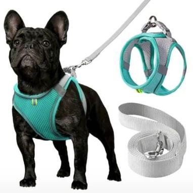 Paseo y Seguridad para mascotas - 6/10