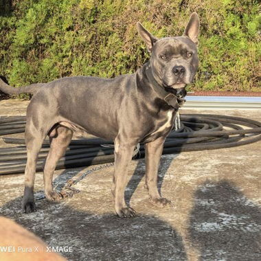 Cachorros de pitbull - Img 123605770
