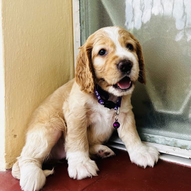 🥰 COCKER SPANIELS 🥰 - Img 125035838